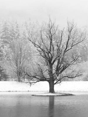 Winter Tree B&W