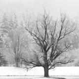 Winter Tree B&W