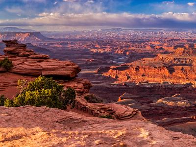 Juniper Tree Dead Horse Point River Panorama (Click for full width)