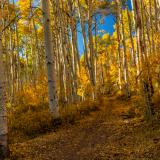 Big Aspen La Sal Forest Trail