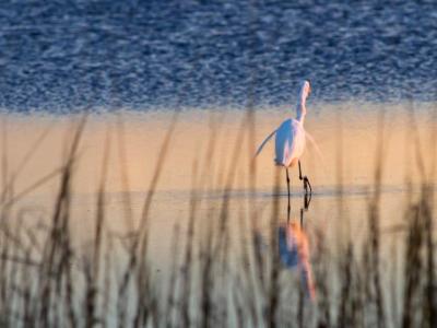 Great Blue Through the Grass