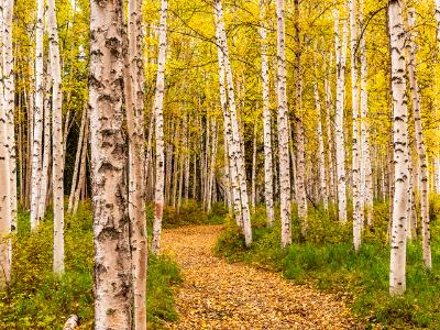 Boreal Forest Birch Tree Path