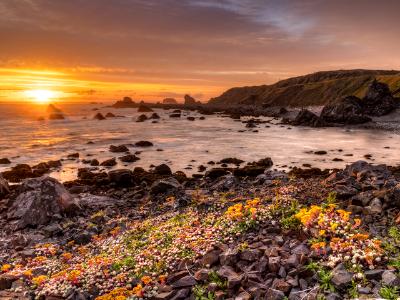 Golden Light on Flowery Rocks