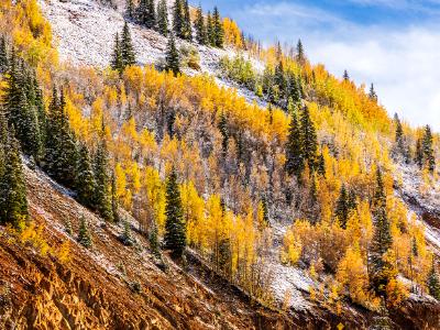 Golden Aspens on a Snowy Red Mountainside
