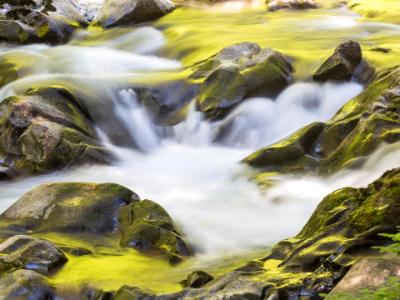 Golden Reflections in Sol Duc River