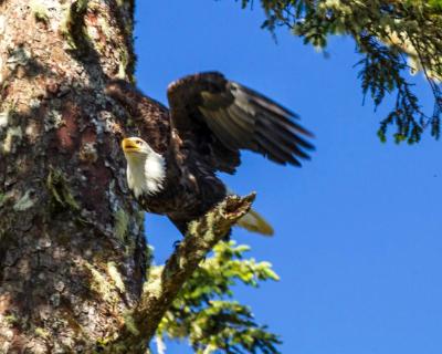 Bald Eagle Flying Away