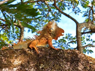 Magnificent Iguana