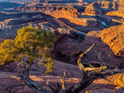 Juniper Berries on the Edge