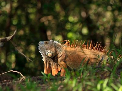 Orange Iguana with Dewlap