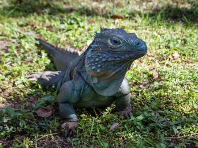 Male Blue Iguana in Shade