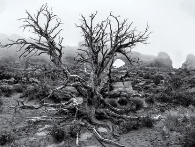 Cragly Tree Misty Morning