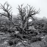 Cragly Tree Misty Morning