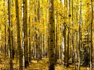 Aspen Grove Panorama in Autumn  (Click for full width)