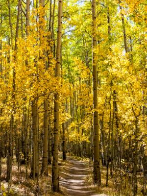 Aspens Line the Colorado Trail