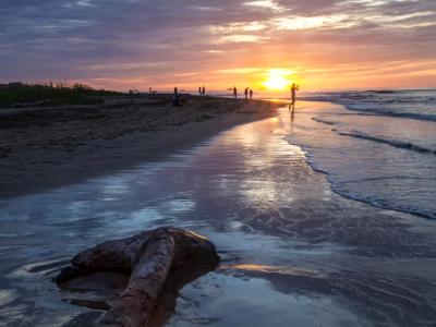 Tamarindo Driftwood Sunset 