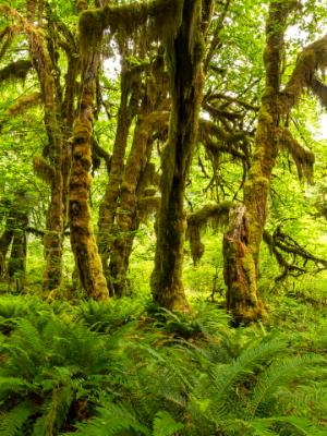 Maple, Moss and Ferns in the Hoh Rainforest