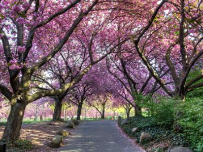 Cherry Walk in Glorious Bloom