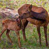 Elk Cow Cleaning Her Calf