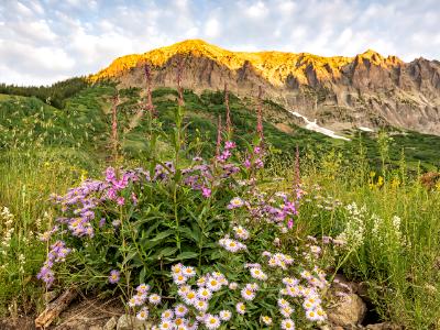 Gothic Mountain Asters