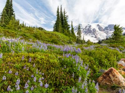 Mt. Rainier Lupine Hillside 