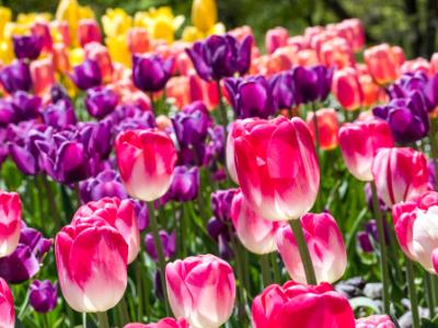 Colorful Tulip Bed 