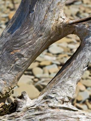 Silver Driftwood