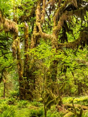 Young and Old Moss Covered Maples