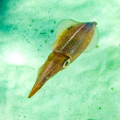 Caribbean Reef Squid