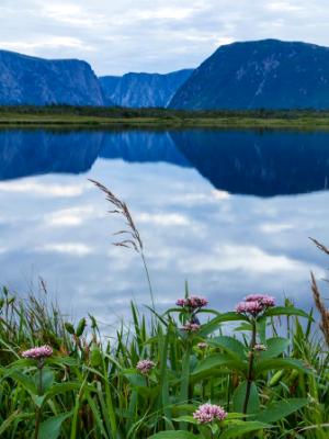 Wildflowers and Blue Cliffs