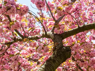 Cherry Tree Branches