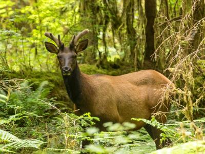 Roosevelt Elk in the Hoh Rainforest