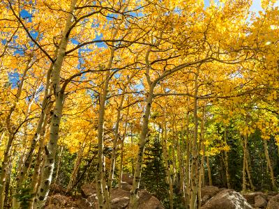 Golden Aspen Grove off the Glacier Gorge Trail