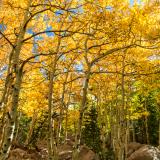 Golden Aspen Grove off the Glacier Gorge Trail