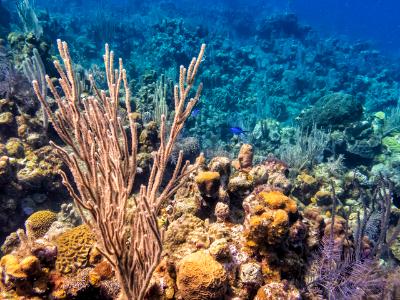 Sunlight on Roatan Coral RIdge