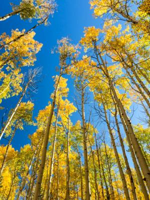 Aspens Reach for the Blue Sky