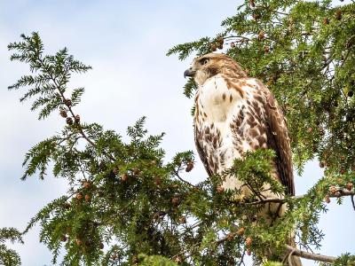 Red-Tailed Hawk in Crown Heights