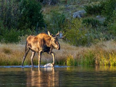 Sprague Lake Bull Moose