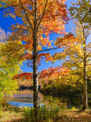 Sugar Maple Tree Foliage on Catskills Pond