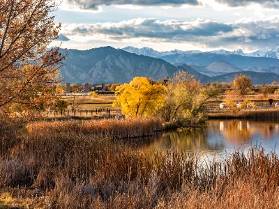 Cottonwoods on Stearns Lake in Autumn