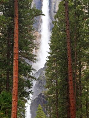 Yosemite Falls through Pine Trees