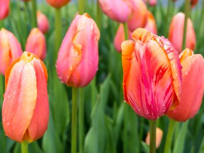 Colorful Tulips and Raindrops