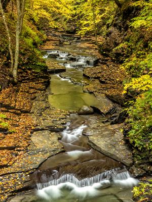 Autumn Gold in Fillmore Glen