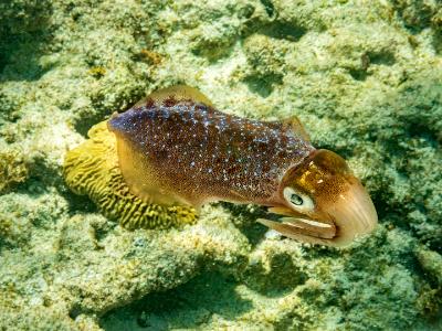 Reef Squid Closeup