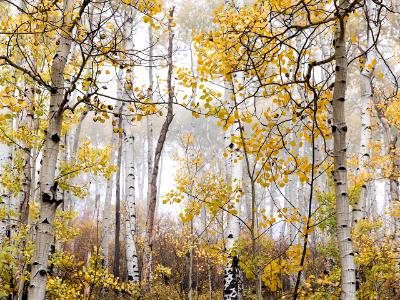 Foggy Aspen Grove