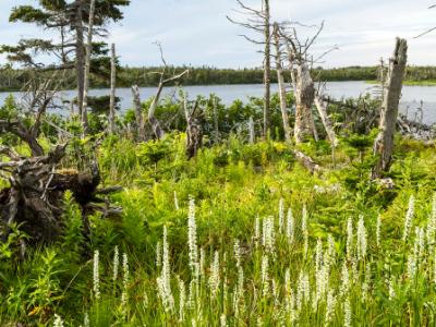 Marsh Wildflowers