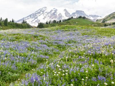 Sea of Wildflowers