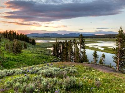 Hayden Valley Wildflower Sunset