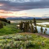 Hayden Valley Wildflower Sunset