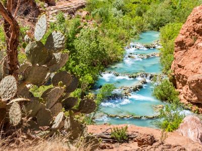 Cactus Above Havasu Creek