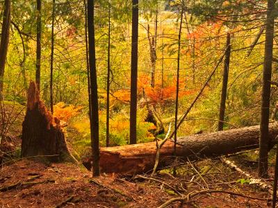 Fallen Tree